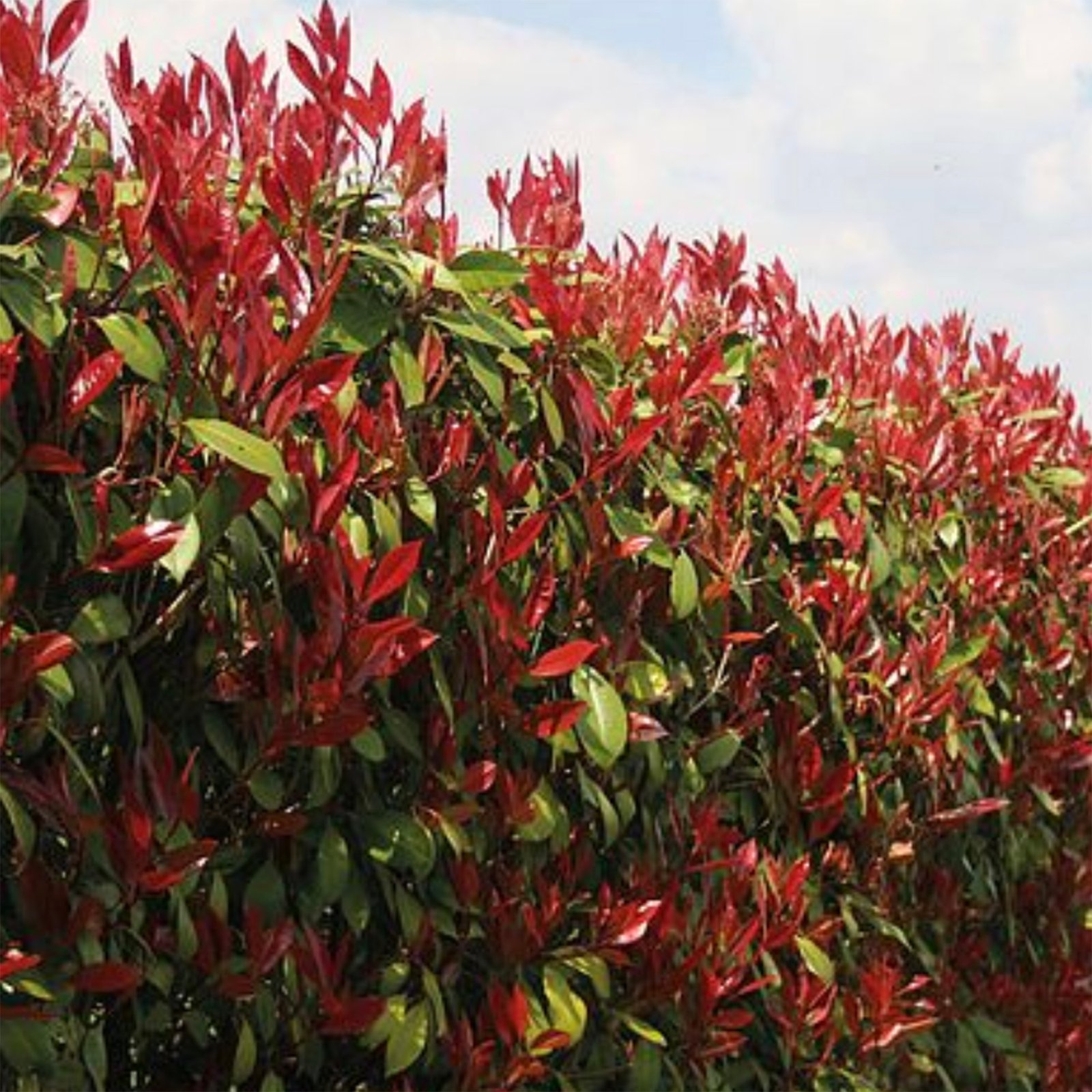 Photinia x fraseri 'Red Robin' at Thompson & Morgan