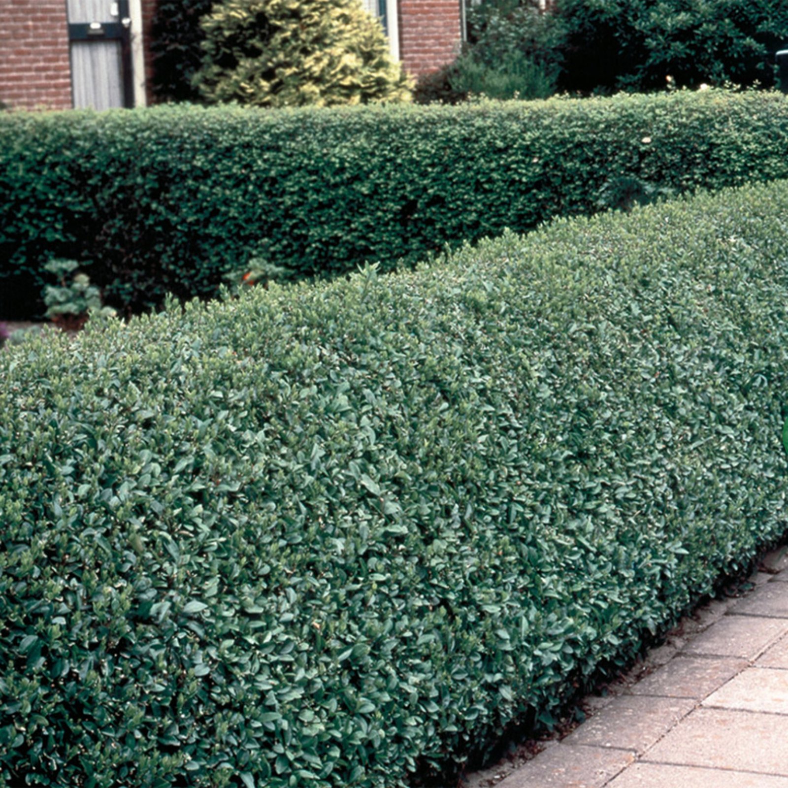 Privet Green (Ligustrum)