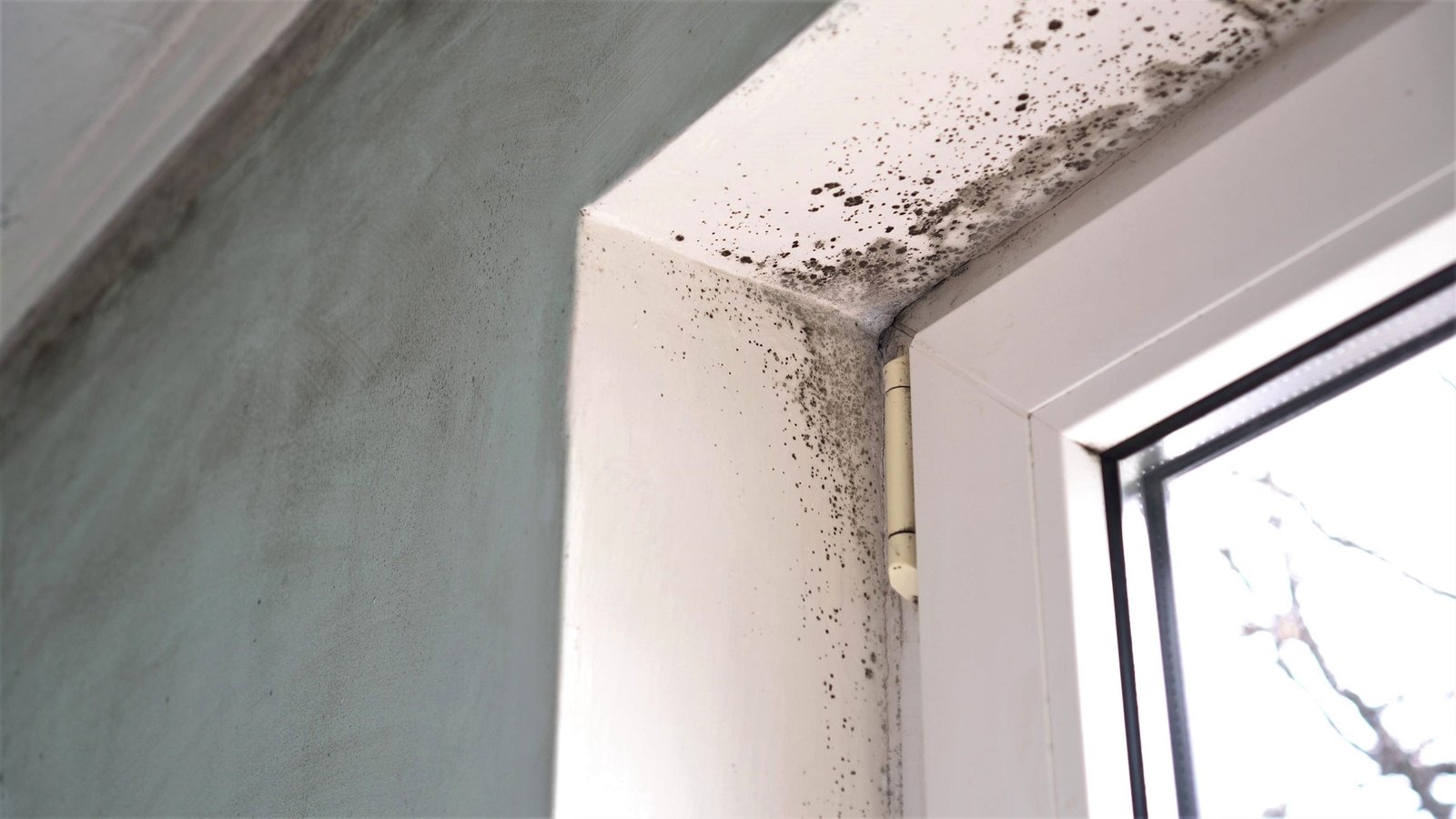 mould around windows