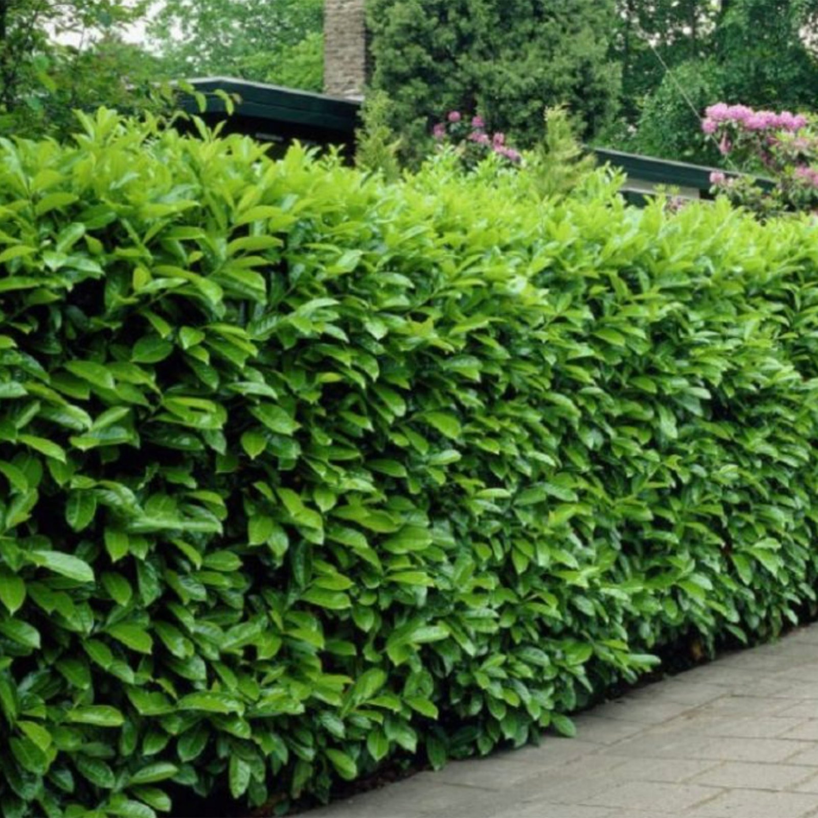 Laurel Hedging - Prunus laurocerasus Rotundifolia