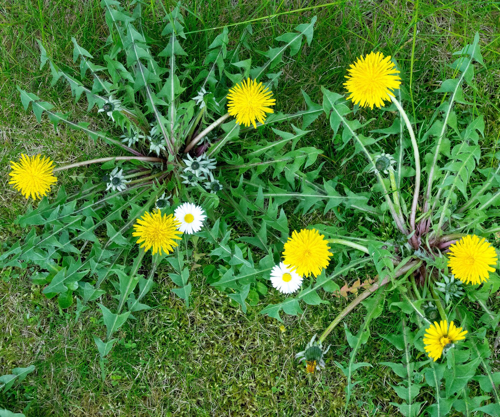 Lawn weeds dandelion and daisy growing in grass