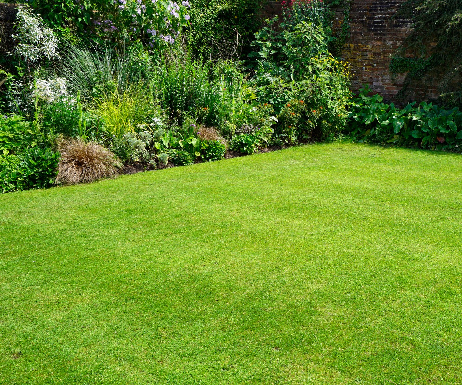 A lush green lawn in a garden in summer