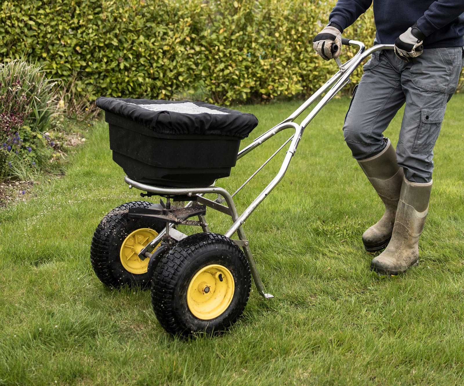 Gardener horticulturalist spreading sand and lawn fertiliser