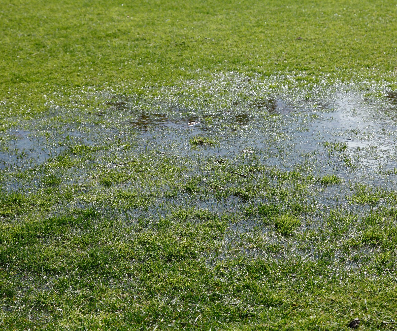 A closeup of a waterlogged lawn