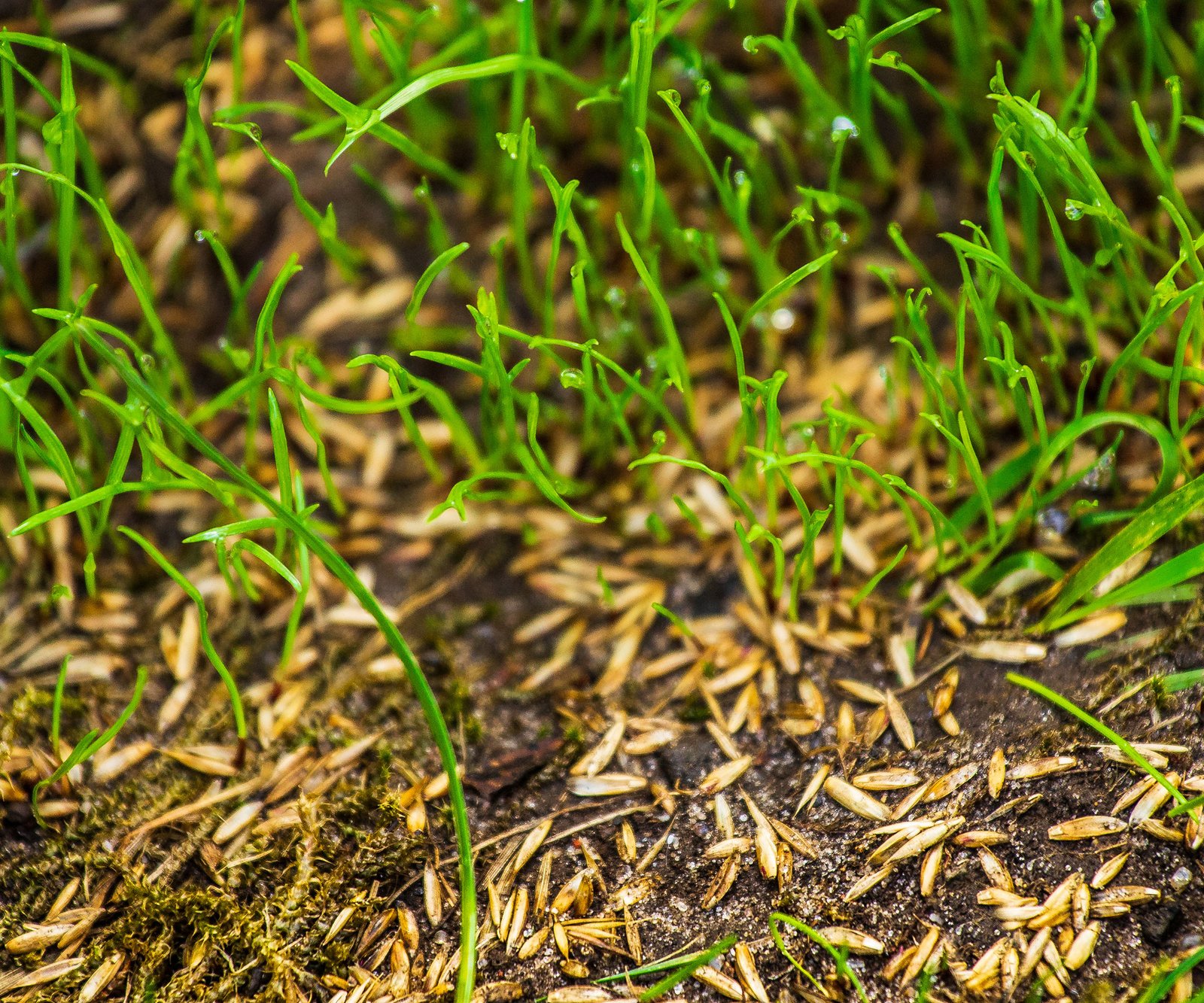 Sowing seeds in bare patches of a lawn