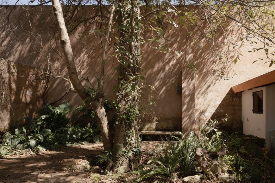 courtyard organized around the existing ash tree