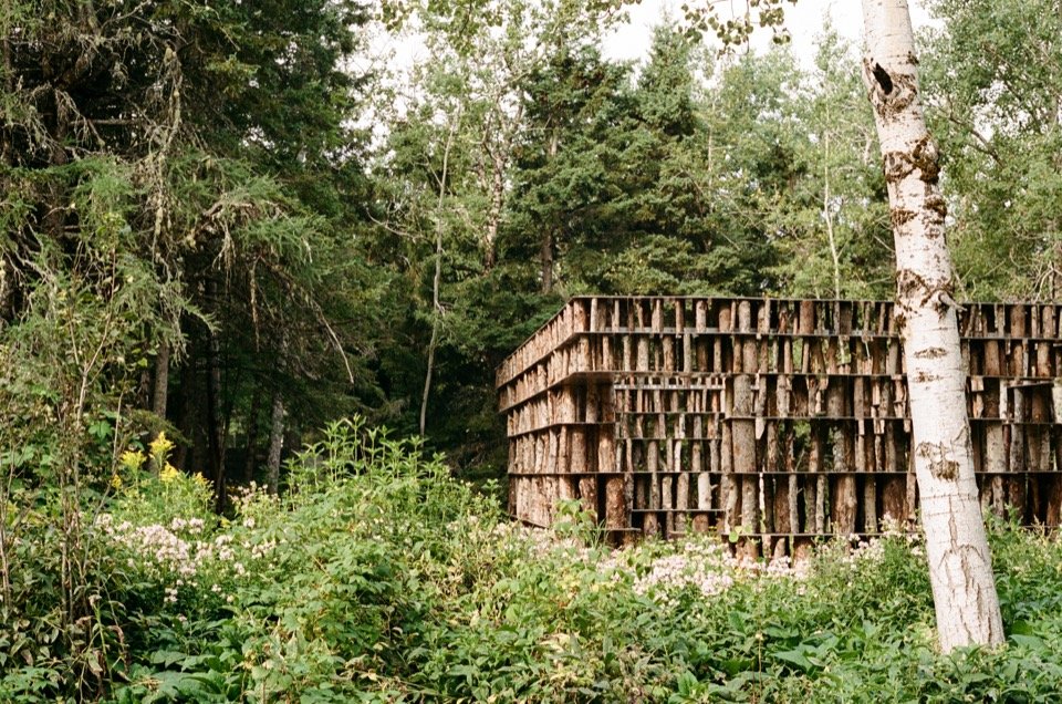 The pavilion amid birch and meadow