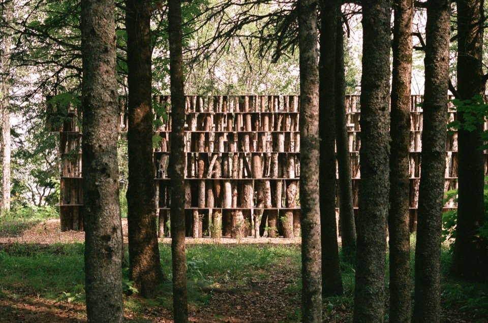 Front view through the tree trunks